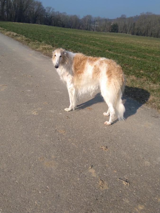 Bed and Breakfast Swiss Borzoi House Vully-les-Lacs Екстер'єр фото
