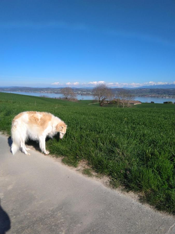 Bed and Breakfast Swiss Borzoi House Vully-les-Lacs Екстер'єр фото