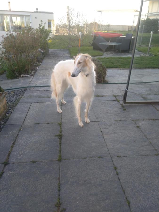 Bed and Breakfast Swiss Borzoi House Vully-les-Lacs Екстер'єр фото