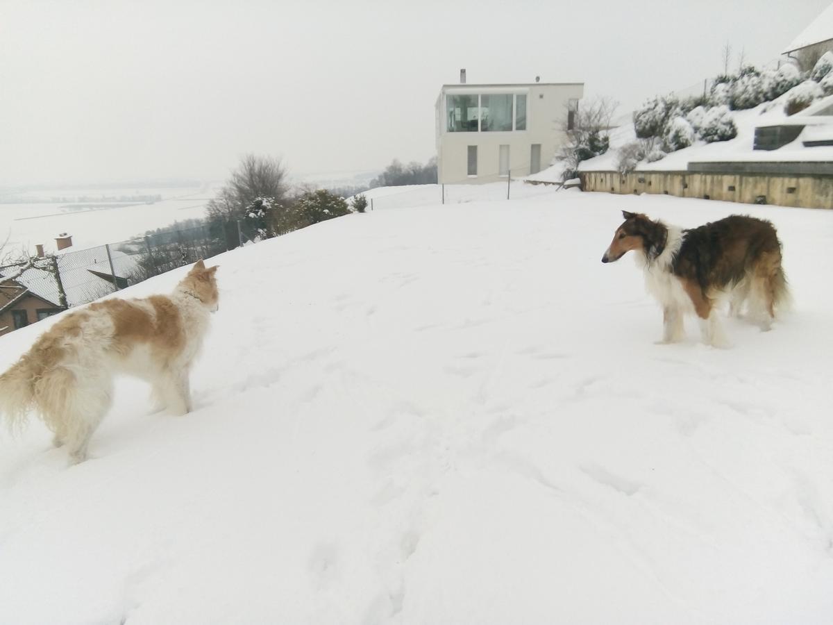 Bed and Breakfast Swiss Borzoi House Vully-les-Lacs Екстер'єр фото