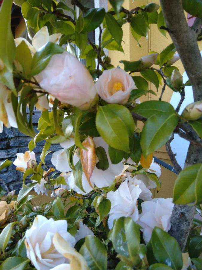 Bed and Breakfast Swiss Borzoi House Vully-les-Lacs Екстер'єр фото